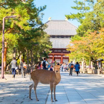 奈良市大安寺で、賃貸物件と貸ガレージ・月極駐車場を
しています。
物件の空き状況などを随時更新しています。
ご興味ある方はお気軽にDM下さい。