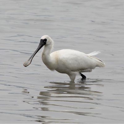 HKBWS Director. Conservation research of Black-faced Spoonbill, Yellow-breasted Bunting, Chinese Crested Tern and other birds. Birdwatcher for life.