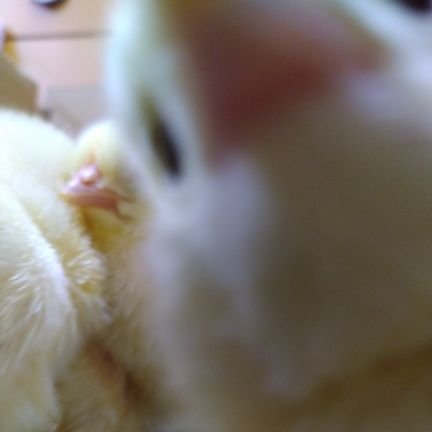 syamim 🐥さんのプロフィール画像
