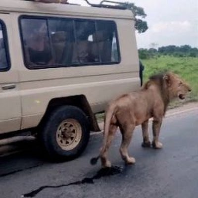 Tour Operator in Tanzania 

🇹🇿

🐘🦒🐦🦏🦓🐃