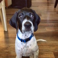 Biff Gordon (@blueridgebiff) 's Twitter Profile