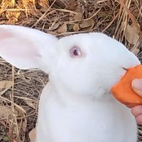 もちうさぎ🐰りんちゃん (@rin_mochiusagi) 's Twitter Profile