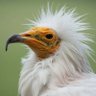 TheVultureTrade's profile picture. The bears wait for a bear market, the bulls wait for a bull market, the vultures wait for an opportunity and time their descent.
