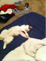 Puffadder1's profile picture. Weida