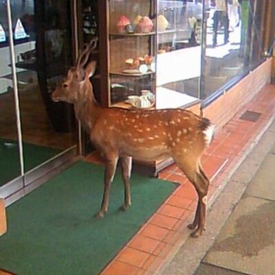 待て 早まるな Tsuchinoko Judy Twitter