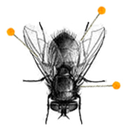 _SacrificeFly's profile picture. OPEN Agent - Foreign & Domestic Booking Solutions
Codename: Sacrifice Fly -
Charismatic Leader of the Buzz Killer's Cult
 - Licensed to TRILL since 2012