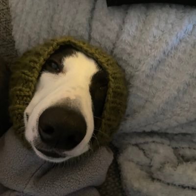 I am a fun puppy who likes to sleep all day. Please follow my first account @effrijimwhippet