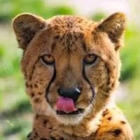Marcellus Naweseb (@mnaweseb) 's Twitter Profile