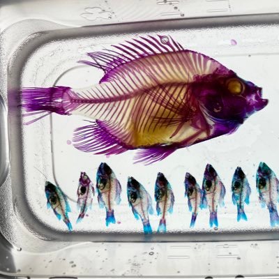 We are an optimistic group of equal-opportunity biologists at Knox College. We study form & function of teeth and jaws.