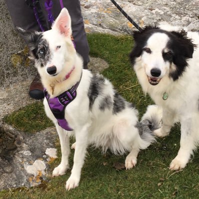Rosie #MerleBorderCollie Casper #TriMerleCollie Max 🌈🐾 Bess 🌈🐾 *We follow back* NO DMS 🙏 Rosie is a model with @theanimaltalent Joined in 2019