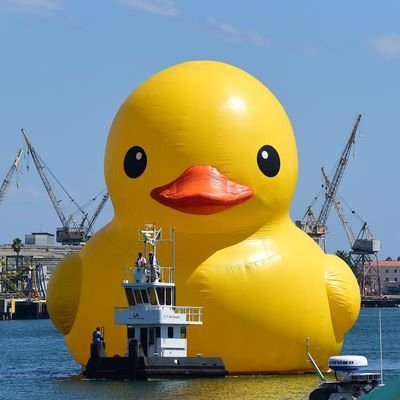 AverageDuck0 Profile Picture