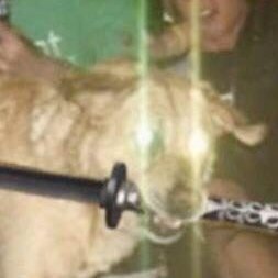 DevotionLMG's profile picture. 24 | circle clicker | anime/game enjoyer | English/Chinese