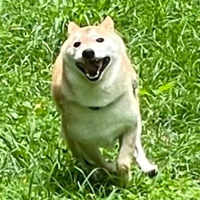 🐶まるたろう(マルちゃん)➡️2015年10月16日生まれ柴犬♂ 🐰ロール➡️2024年2月4日生まれネザーランドドワーフ♀