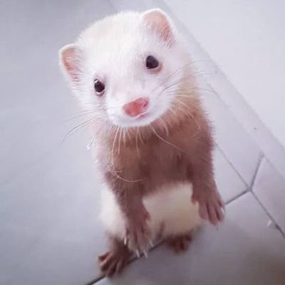 GONZALO79059336's profile picture. Sou um un chico agradable