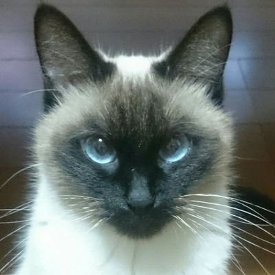 にゃんこ大好きなにゃんたまです🐾
/2にゃんずの姉/かわいい、美味しいもの、アニメ、歌、ゲームが好き/