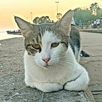 Cat-man-doo 🐈😎🐈(@6parmakOkan) 's Twitter Profile Photo