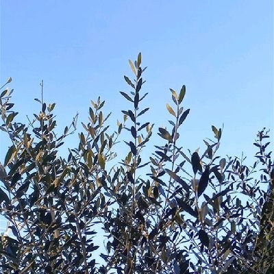 快適な暮らしを目指して、物を減らしたり、植物を育てたり(^^) 2021/4/22〜ゆるーく楽しく捨て活♪フォローお気軽にどうぞ〜