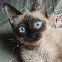 lizz 🐾🦄😺 (@lizzy087) 's Twitter Profile