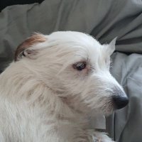 Cheshire Girl 🐝 (@denise_1955) 's Twitter Profile Photo