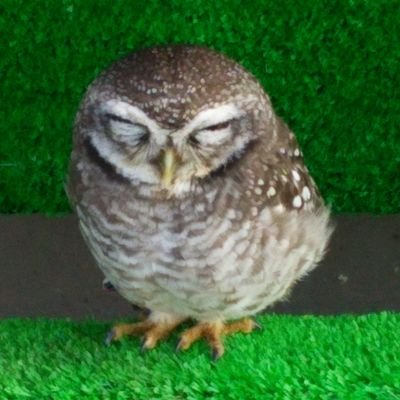 naokichi_SIERRA's profile picture. 坂道グループ推しです。