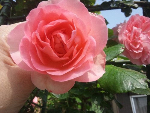 min_westside's profile picture. 