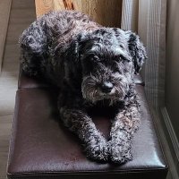 Smoke 💔(@smoke_schnauzer) 's Twitter Profile Photo