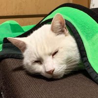 れっどひる (@redhill_aki0922) Twitter profile photo