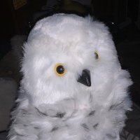 Gustave Monce 🦉 (@gus33000) 's Twitter Profile