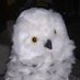 Gustave Monce 🦉 (@gus33000) Twitter profile photo Gustave Monce 🦉 (@gus33000) Twitter profile photo