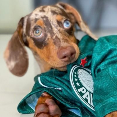 vitor_ib's profile picture. aaaaaaaaaaaaAAAAAAAA