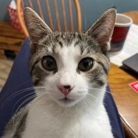 kingram (@liberty_bits) 's Twitter Profile