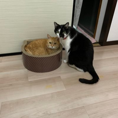 全アカウント乗っ取りで戻れなくなり、新しくしました。白黒あんこ♂🐈と、2021.12月にお空🌈に行った茶トラのきなこ♀🐈 ニャン大嫌いから大好きになりました❤  ニャン🐈好きなかたとつかながりたいです^_^