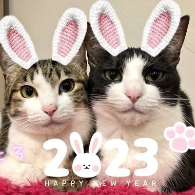 山口県のおうちに住む2匹のねこ、メル(♀)とミア(♀)です🐱😸
2匹の可愛い写真をご覧下さい。
いいねを下さった猫アカはほぼフォローさせていただいております。