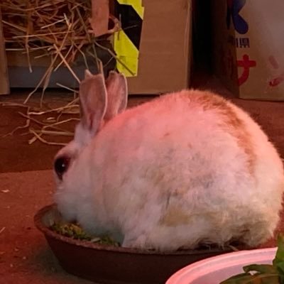yokoshimanano's profile picture. 