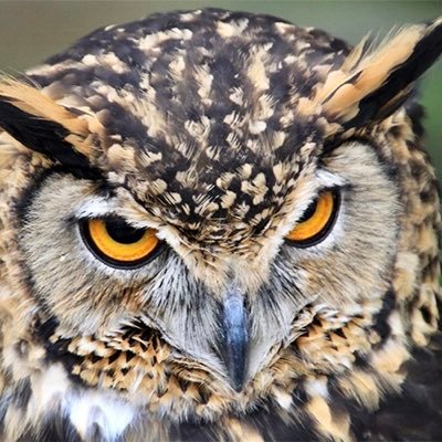 40代オス。ここで思ったことを殴り書く！と言いながらやっぱり書けない中年。帯広在住。#パズドラ #荒野行動 #GTA5