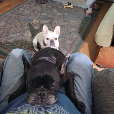 Sunray63's profile picture. #sunsetPhotos,#BeachLover, #HIV,#Positive,#OnlinePierSupport,#Coupled, #JewelryMaker,#HIVPOS,#frenchy,#frenchbulldog,#DumpTrump,