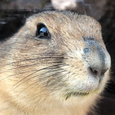 gentoomeer's profile picture. 