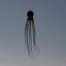 kgkfnd_ddmsmama's profile picture. grungert