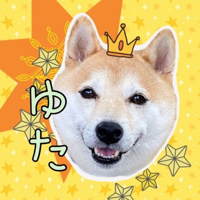 16.12.1生男の子の豆柴 お散歩大好き🐕ボール遊び大好き🎾よろしくお願いします🥰