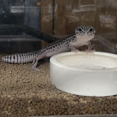 kusonekoneko's profile picture. 爬虫類飼育初心者
2020年11月にレオパを初めてお迎えしてからレオパ3匹、クレス1匹、シシバナヘビ3匹、チャグロサソリ1匹

爬虫類沼恐ろしい

次はニシアフかボールパイソン
無言フォロー失礼します
無言フォロー大歓迎
#爬虫類好きと繋がりたい