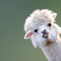 Sir Llama (@sir_bradicus) 's Twitter Profile
