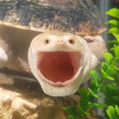 ムッシュムラムラさんのプロフィール画像