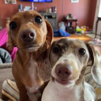 RosiePosie & DaisyMaisy (@rosieposieboops) 's Twitter Profile Photo RosiePosie & DaisyMaisy (@rosieposieboops) 's Twitter Profile Photo