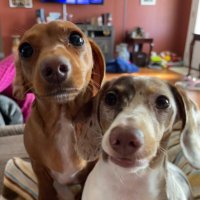 RosiePosie & DaisyMaisy(@RosiePosieBoops) 's Twitter Profile Photo