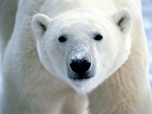 I am just a humble polar bear who is trying to survive in a dangerous world