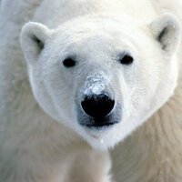 polar bear (@polargbear) 's Twitter Profile Photo