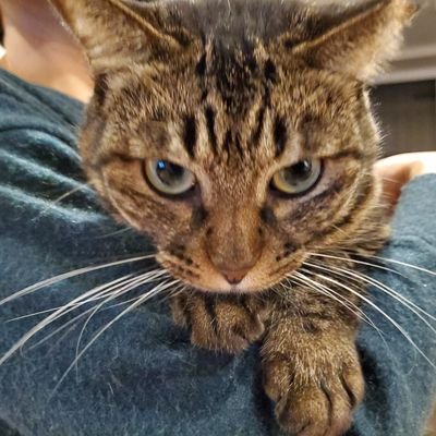 Mamo51974706's profile picture. QUDUXT8W