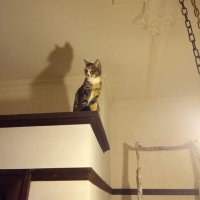 kattins (@noggin0983) 's Twitter Profile