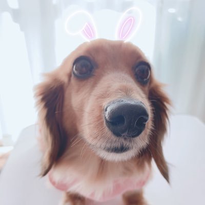 2014.5.1生Mダックス♀華蓮🐶 です。 2000.5.20生Mダックス♂ロミオ2014.8.8🌈へ。