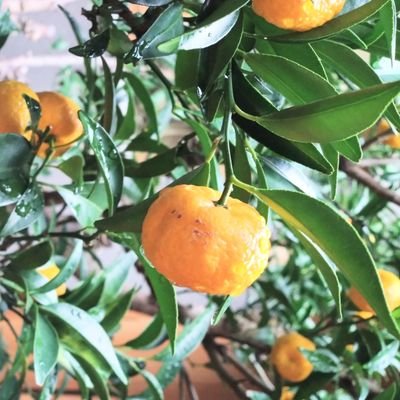 sakura_chunchun's profile picture. お庭とお花と建築が好き🌿京都奈良をうろうろ…ついでに、カフェでちょっと一服🍰☕時々、龍笛吹いたりバイオリン弾いたりしています🍀